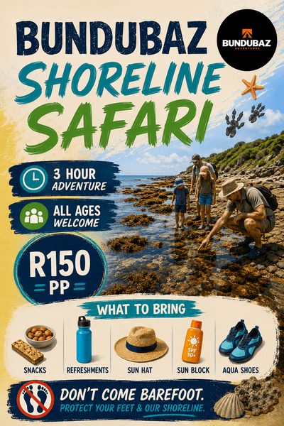 Shoreline Safari